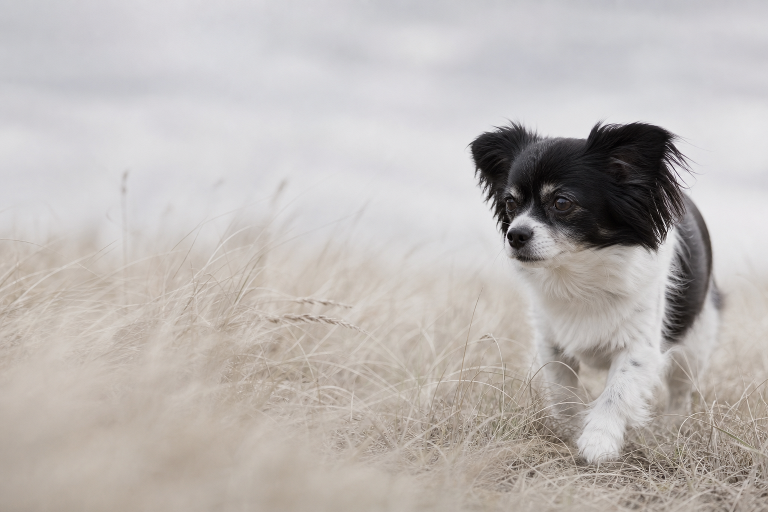 草原の犬